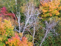 23056RoCrLeSh c - Autumn colours from the Taunton Road bridge over Duffins Creek.JPG